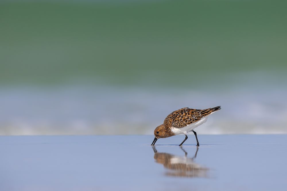 Sandeling-in-breeding-plumage_F7A8084-Fort-de-Soto,-Tierra-Verde,-FL,-USA.jpg