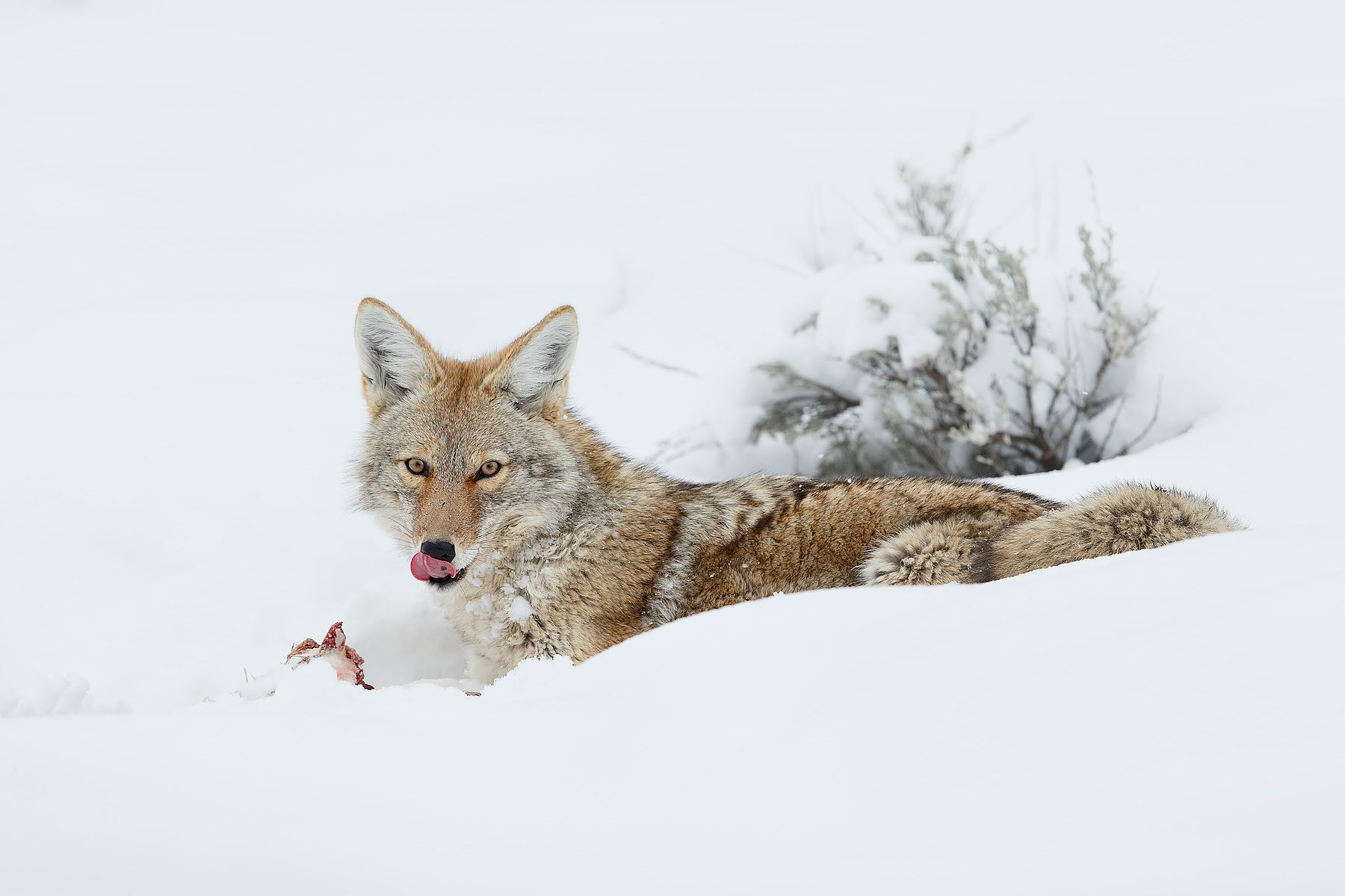 Coyote-eating-prey-in-snow-II_E7T4562-Lamar-Valley,-Yellowstone-National-Park,-WY,-USA.jpg