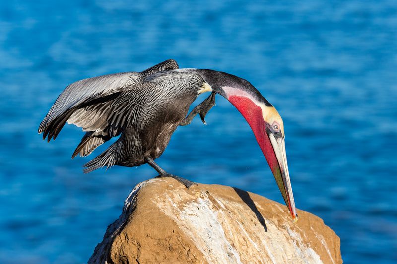 Pelican On Water Fleece Blanket by Bob Van Den Berg Photography