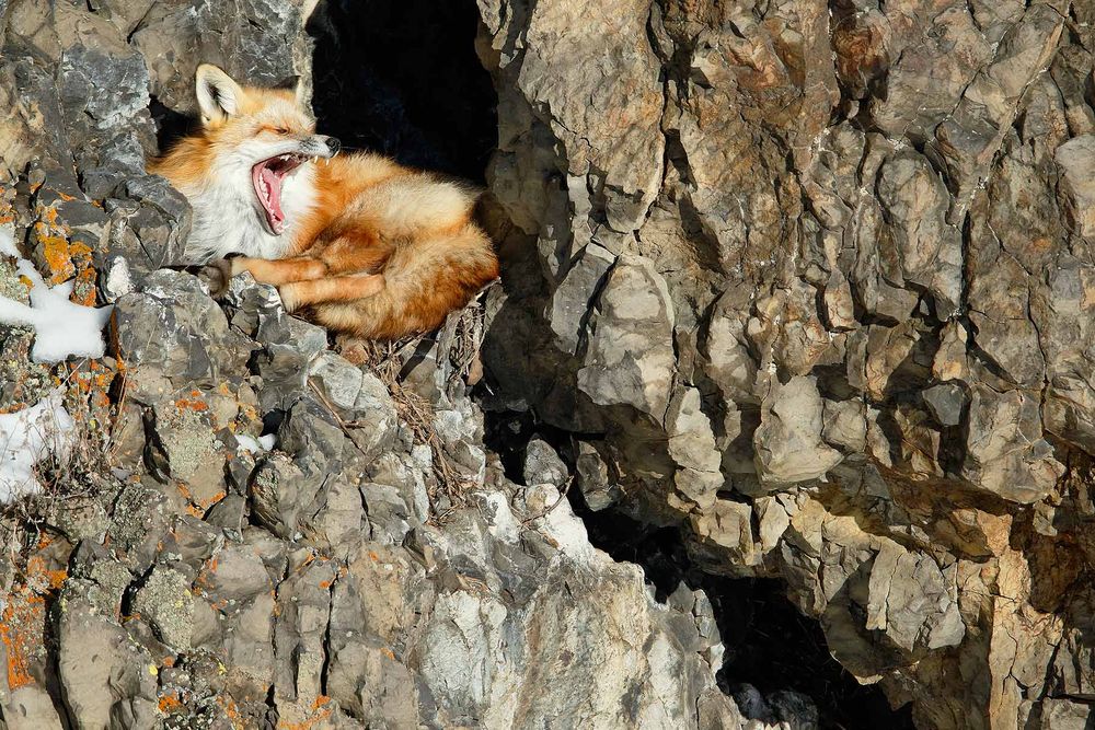Red-Fox-yawning_E7T5409-Lamar-Valley,-Yellowstone-National-Park,-WY,-USA.jpg