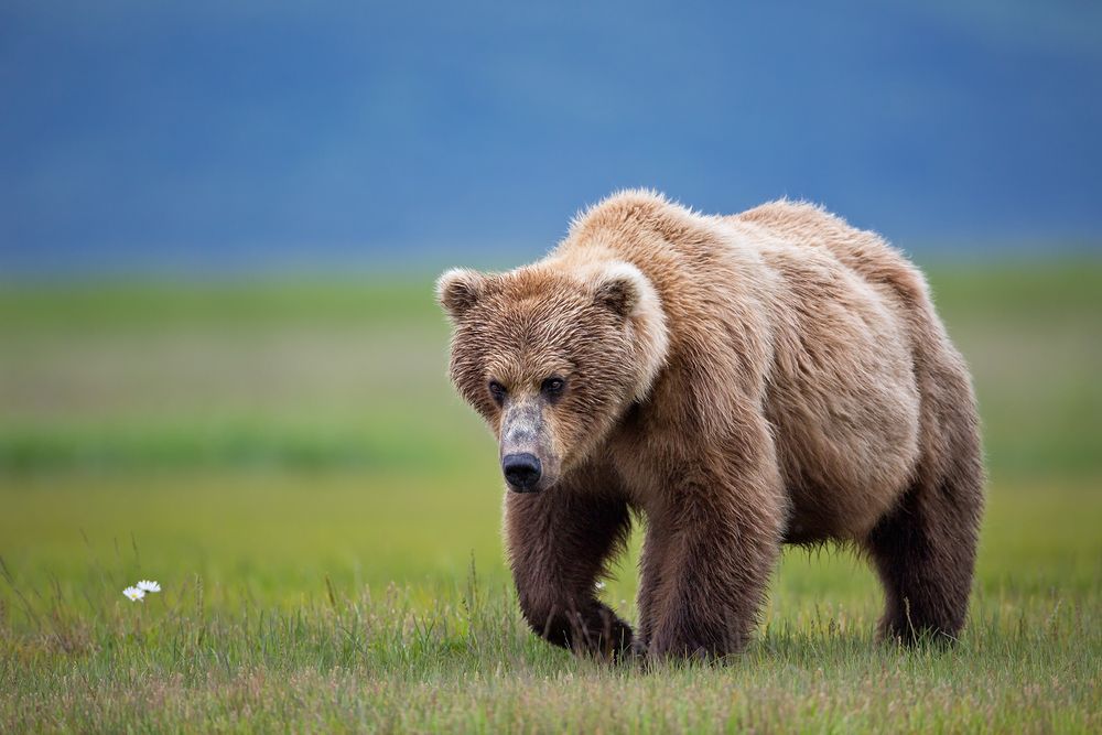 Coastal Brown Bear walking with wildflower in grass and blue bkgd_W7C8063-Hallo Bay, Katmai NP, AK.jpg