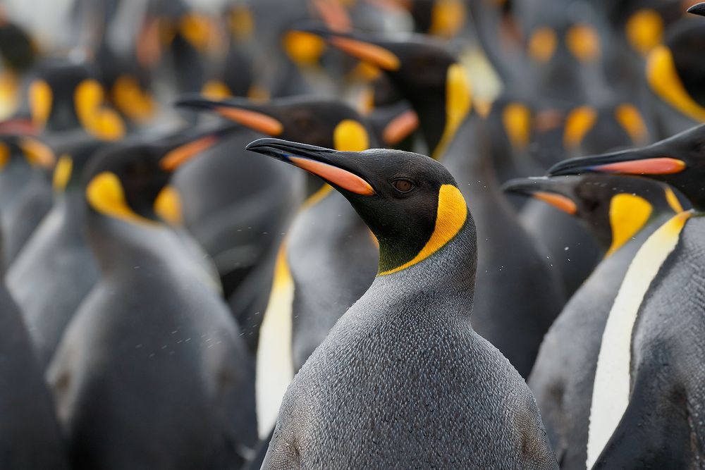 King-Penguin-gathering_44A5942-Fortuna-Bay,-South-Georgia-Islands,-Southern-ocean.jpg