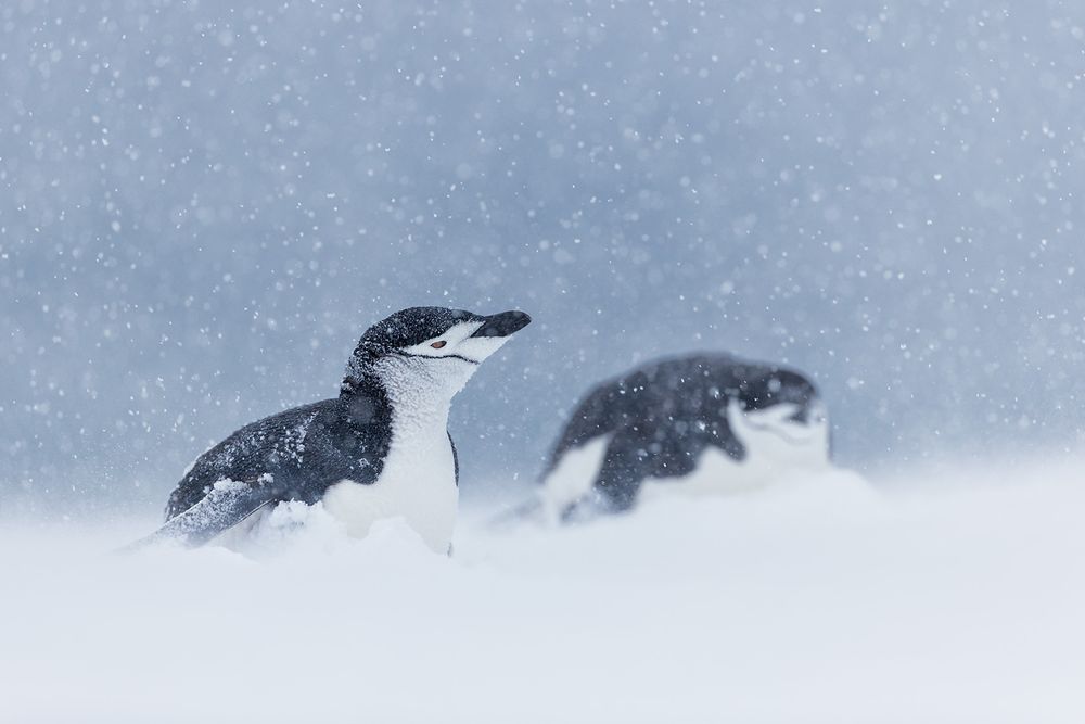 Chinstrap-penguins-getting-snowed-in_E7T5934-Half-Moon-Island,-South-Shetland-Islands,-Antarctica.jpg