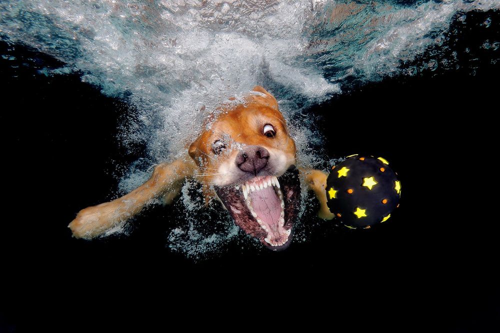 Zevon-chasing-after-black-ball-underwater_83A4627-Dover,-FL,-USA.jpg