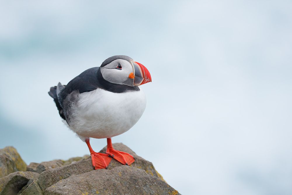 Atlantic-puffin-and-rock_A3I3364-Latrabjarg,-West-Iceland.jpg