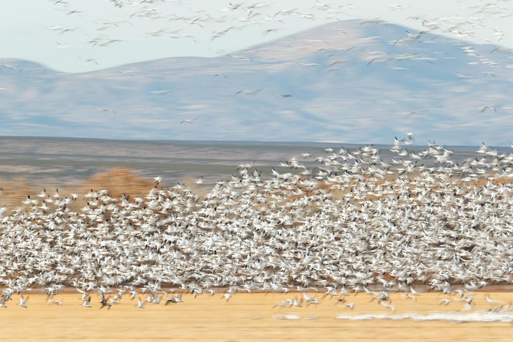 Snow-geese-blur-over-the-cornfields_E7T4287-Bosque-del-Apache-NWR,-San-Antonio,-NM,-USA.jpg