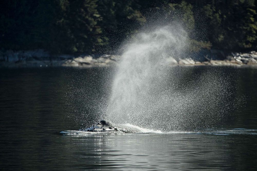 Humpback-whale-blowing-spray_A3I1334-Gribbell-Island,-British-Columbia,-Canada.jpg