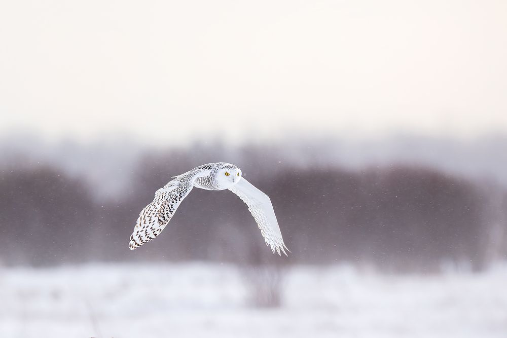 Snow-owl-flying-down-stroke_F0A4161.jpg