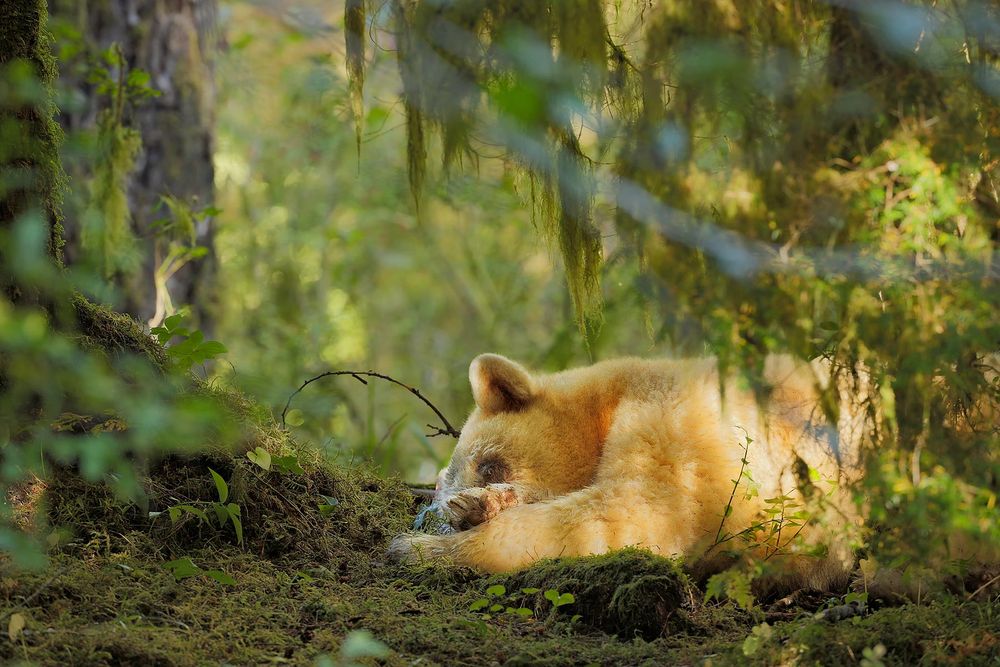 Spirit-bear-sleeping-close-up_S6A9646-Gribbell-Island,-British-Columbia,-Canada,.jpg