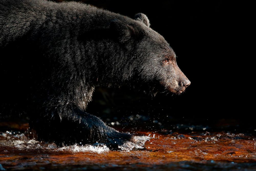 Black-bear-walking-against-dark-background_E7T4370-Gribbell-Island,-British-Columbia,-Canada,.jpg