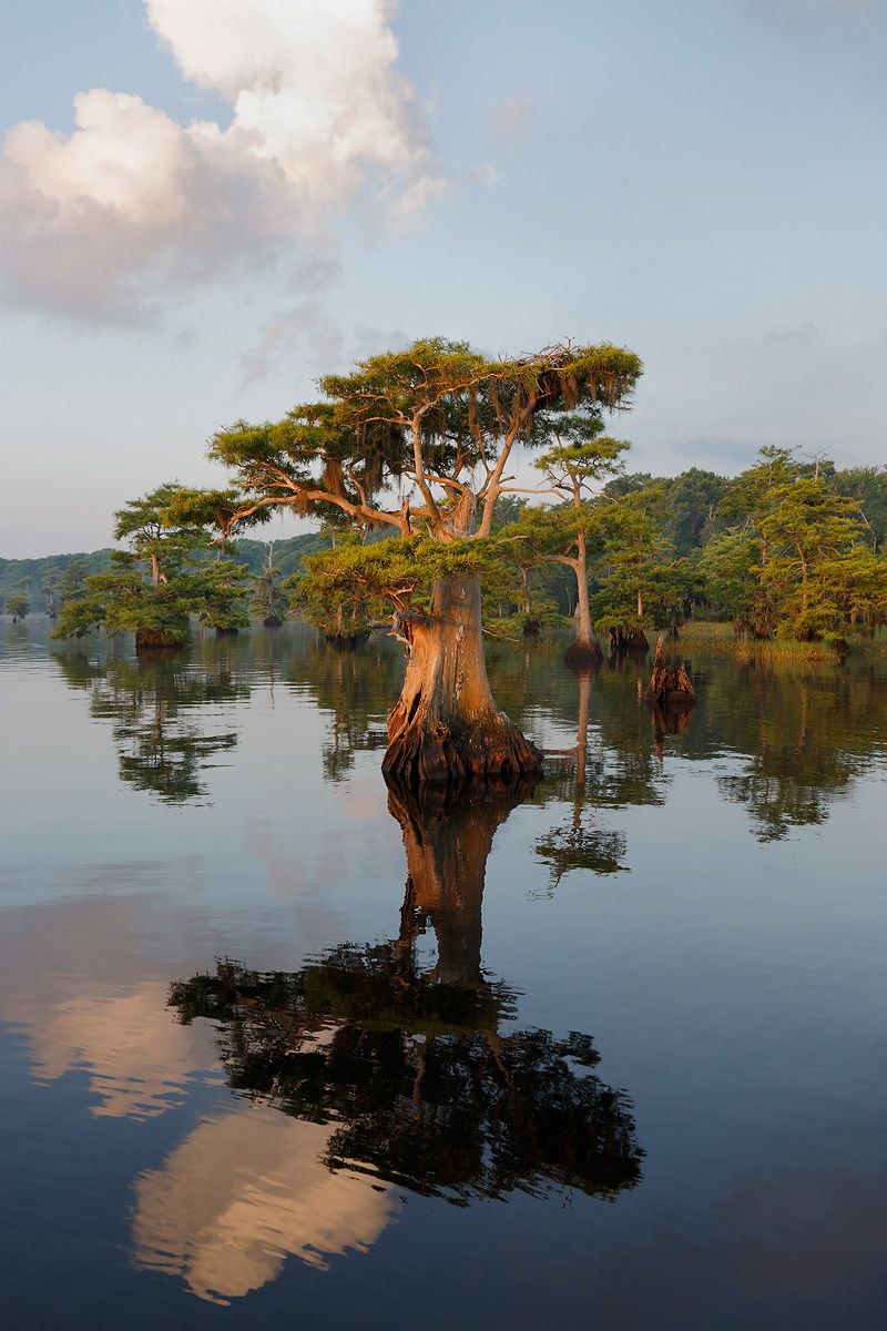 Cypress tree reflection_S6A7753-Lake Blue Cypress, Indian River County, FL, USA.jpg