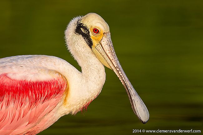 Roseate-Spoonbill-head-portrait-with-green-bkgd_M7E5518-Eco-Pond-Everglades-National-Park-FL.jpg