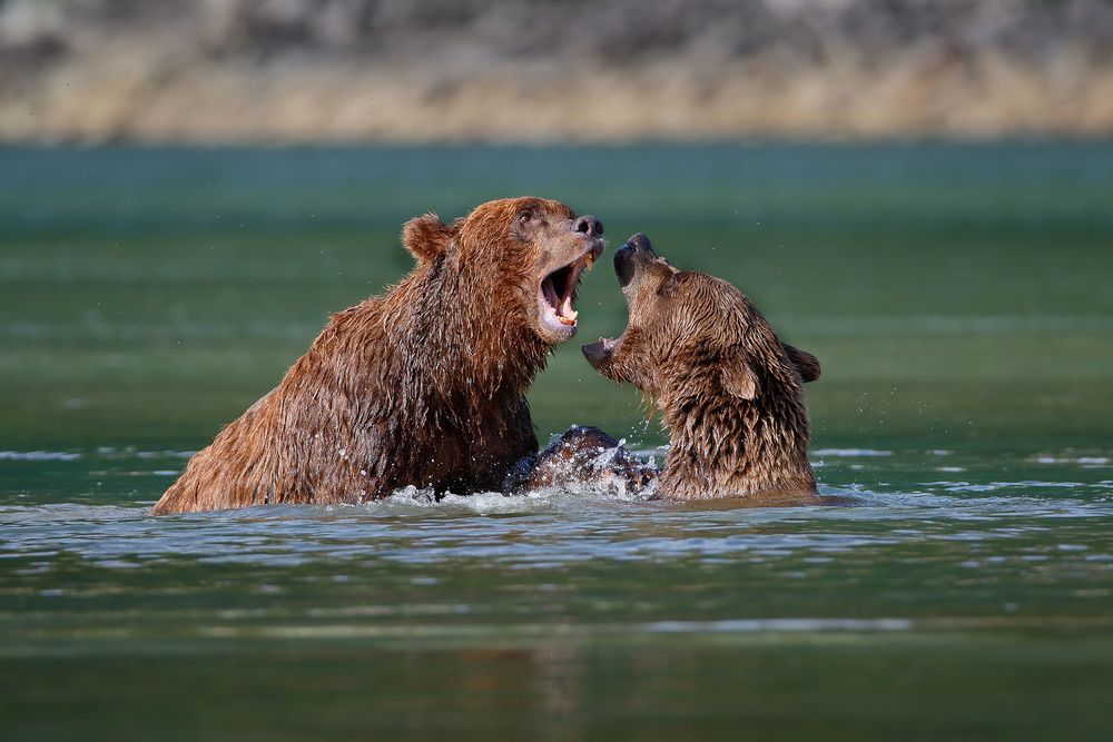 Coastal-Brown-bears-playing-in-green-water_44A0235-Geographic-Harbor,-Katmai-National-Park-&-Preserve,-AK,-USA.jpg