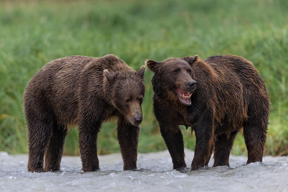 Coastal-brown-bears-together-in-the-river_B8R2566-Geographic-Harbour,-Katmai-NP,-Alaska.jpg