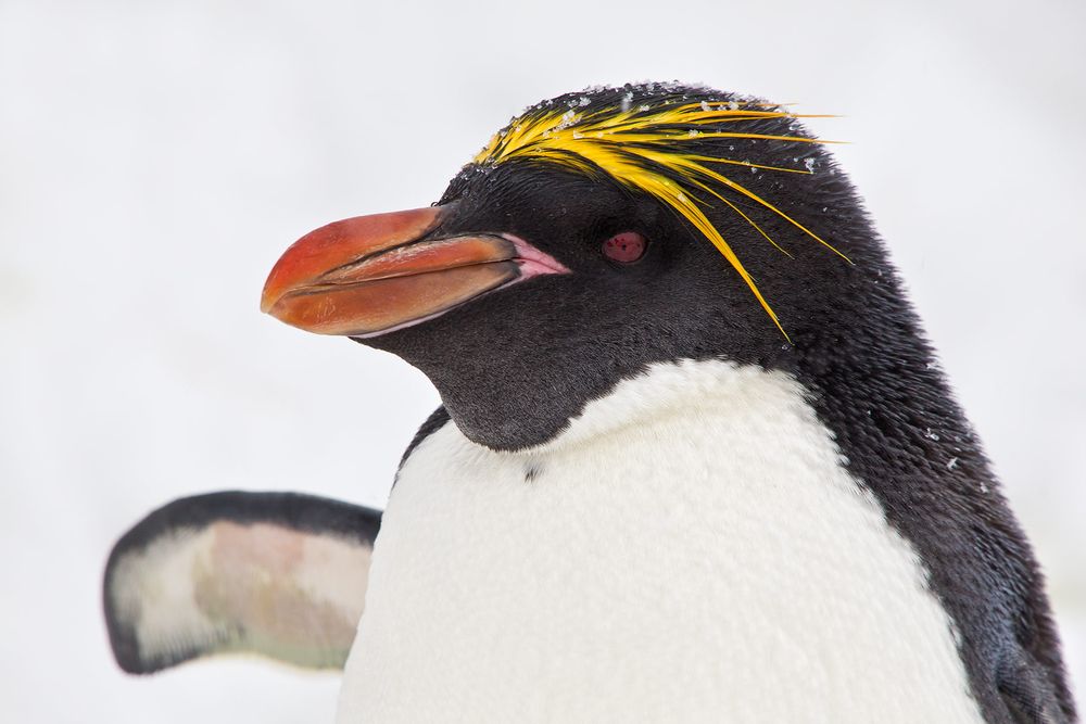 Macaroni-Penguin-head-portrait-in-the-snow-BM7E1897-Cooper-Bay,-South-Georgia-Islands.jpg