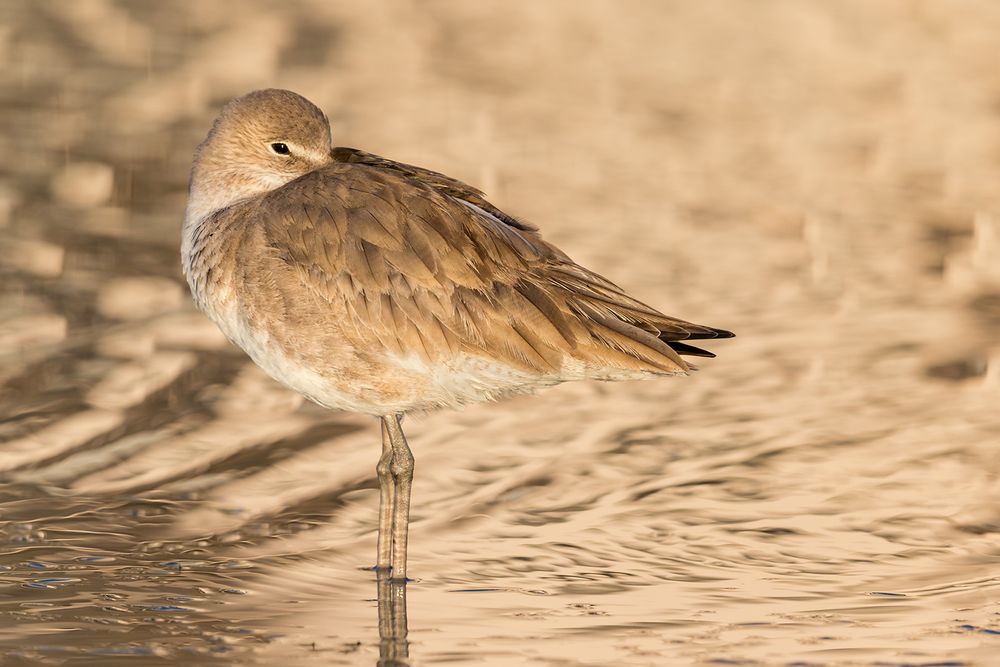 Willet sleeping in golden reflections_E7T2179-Estero Lagoon, Fort Myers Beach, USA.jpg