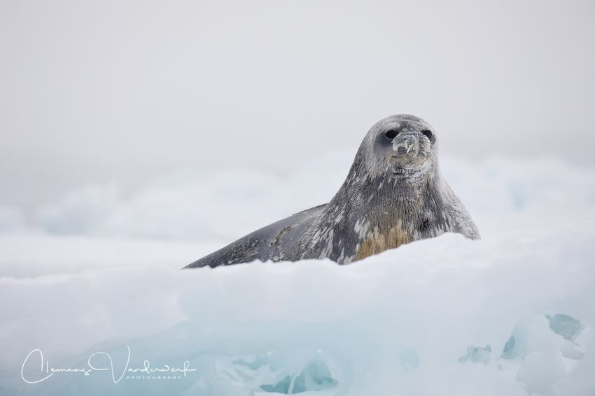 weddell-seal-on-ice_83a6602-brown-bluff-antarctica.jpg