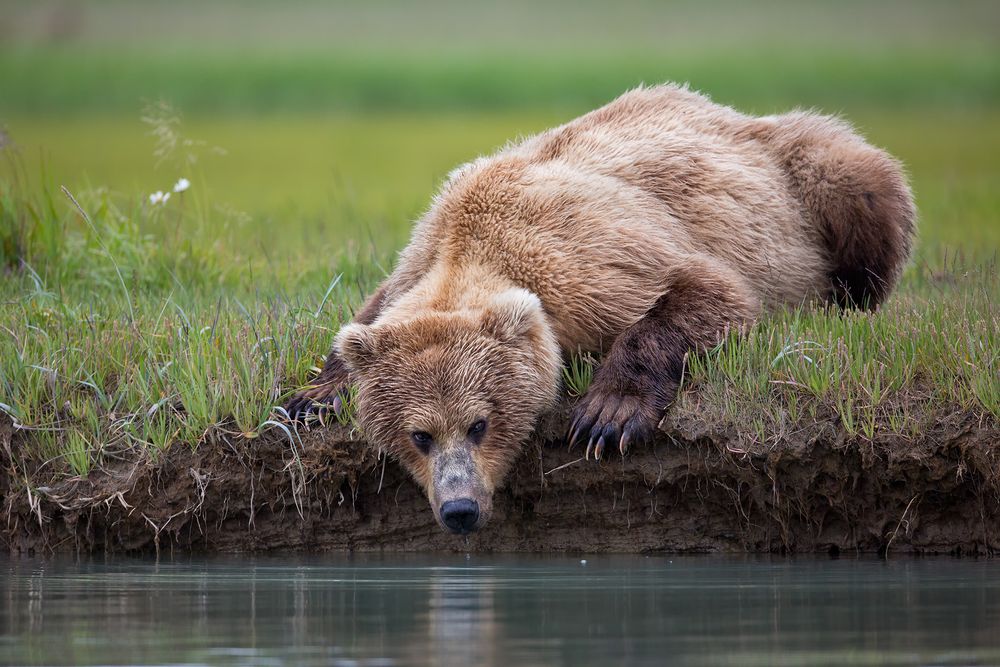 Coastal Brown Bear drinking from river with green bkgd_W7C8091-Hallo Bay, Katmai NP, AK.jpg
