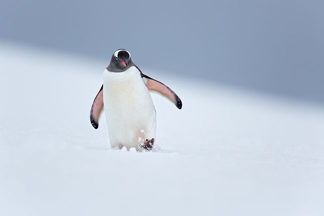 Gentoo-Penguin-walking-through-the-snow_S6A9803-Yankee-Harbor-South-Shetland-Islands-Antarctica.jpg