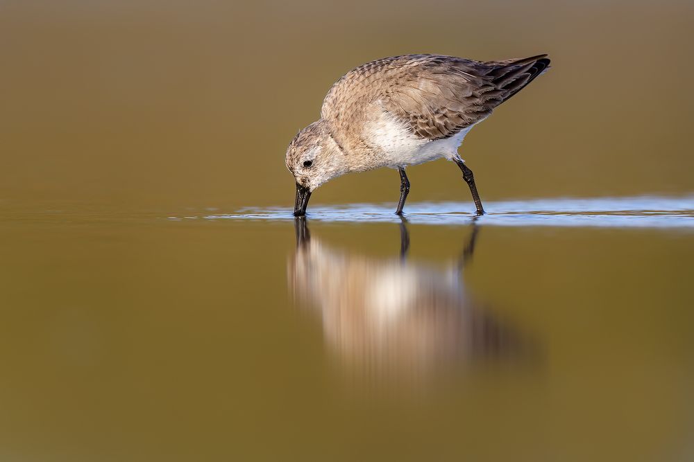 Dunlin-feeding_F7A1079-Fort-de-Soto,-Tierra-Verde,-FL,-USA.jpg