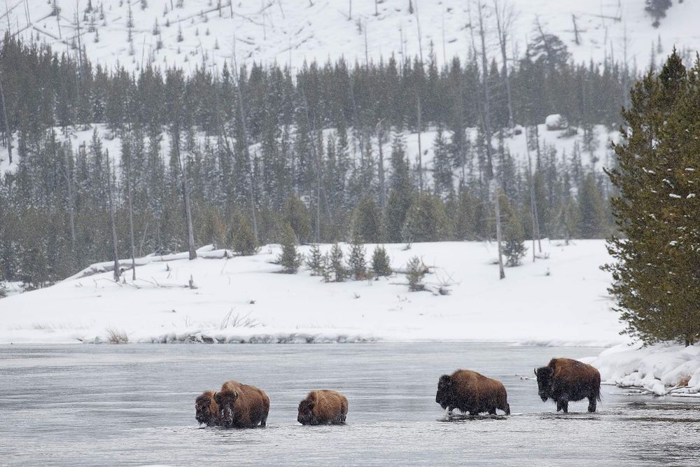 Bison-crossing-the-Madison-river_B8R6659-Yellowstone-National-Park,-WY,-USA.jpg