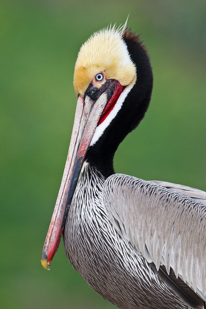 Brown-pelican-with-green-background-La-Jolla-California-USA.jpg