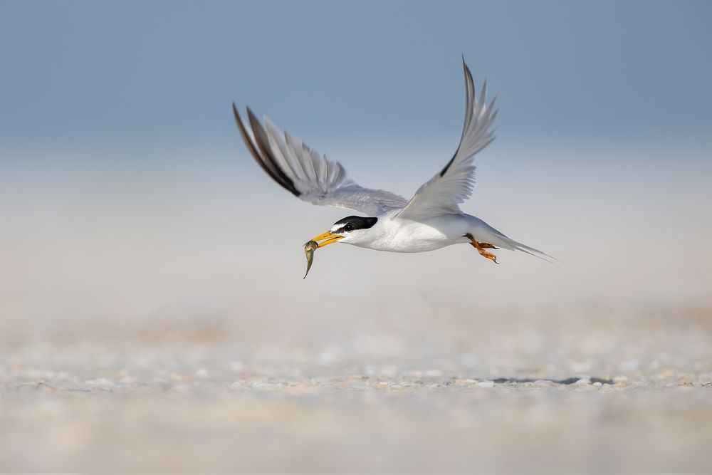 Least-tern-flying-with-fish-wings-up_D8A6355-Fort-de-Soto,-FL,-USA.jpg