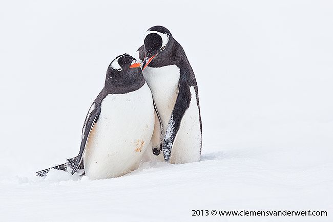 Gentoo-penguin-love-II_E7T7740-Port-Lockroy-Antarctica.jpg