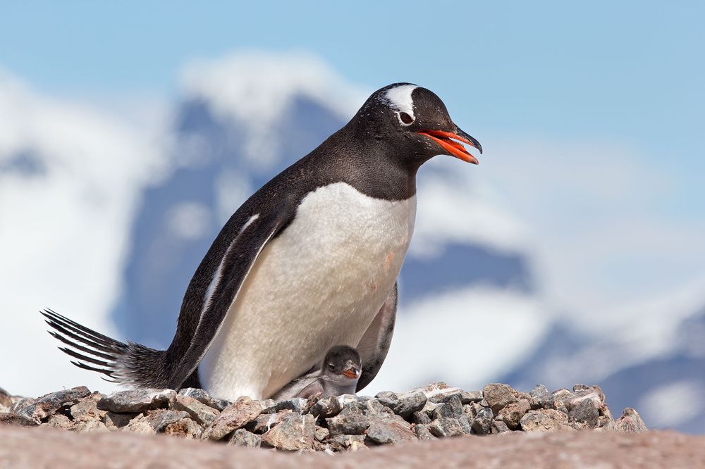Gentoo-Penguin-on-nest-with-little-chick-mountain-bkgd_E7T2094-Petermann-Island,-Antarctica.jpg