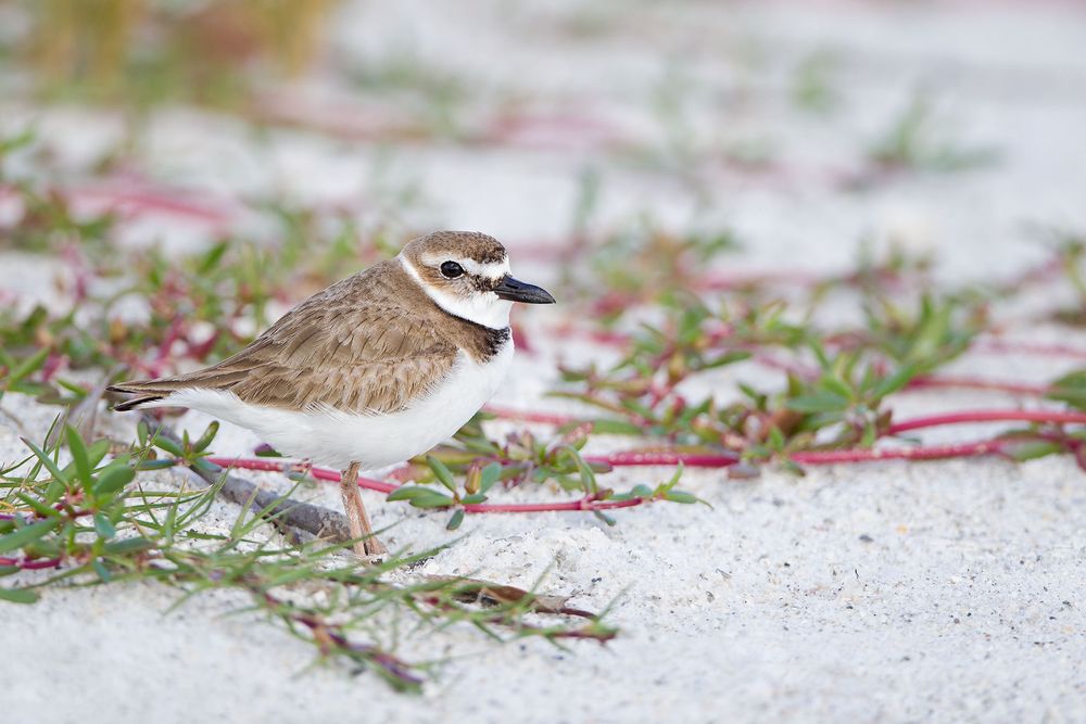 Wilson's-Plover-standing-between-red-and-green-grasses_M7E1346-Estero-Lagoon,-Fort-Myers-Beach,-FL.jpg
