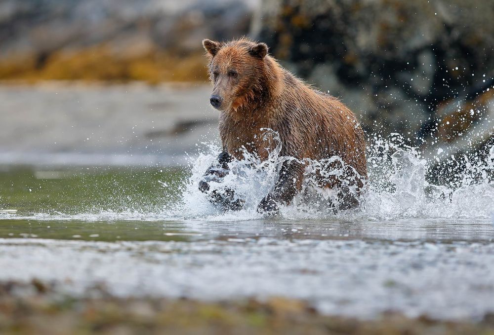 Coastal-Brown-bear-charging-a-salmon_44A2507-Kuliak-Bay,-Katmai-National-Park-&-Preserve,-AK,-USA.jpg