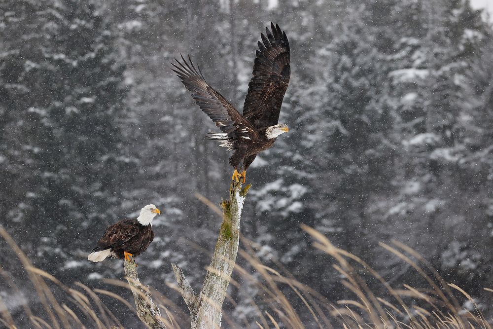 Bald eagle lifting off perch with tree background_95I1101-Kachemak Bay, Kenai Peninsula, AK, USA.jpg