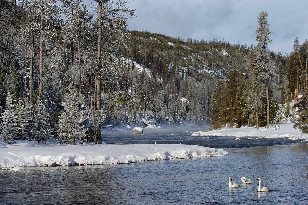 Swans-swimming-in-the-river_D0P0598-Yellowstone-National-Park,-WY,-USA.jpg