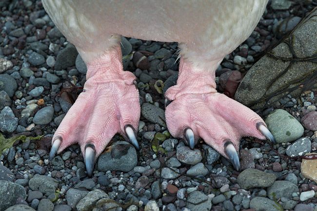 Chinstrap-Penguin-feet-on-gravel_E7T7020-Hannah-Point-South-Shetland-Islands-Antarctica.jpg