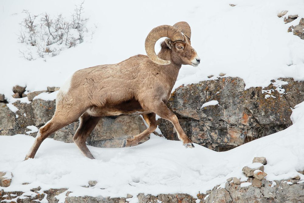 Bighorn-sheep-running-in-snow_E7T5595-Lamar-Valley,-Yellowstone-National-Park,-WY,-USA.jpg