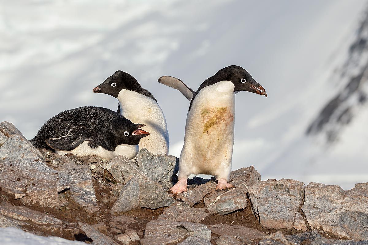 adelie-penguin-stealing-a-stone_e7t6934-petermann-island-antarctica1.jpg