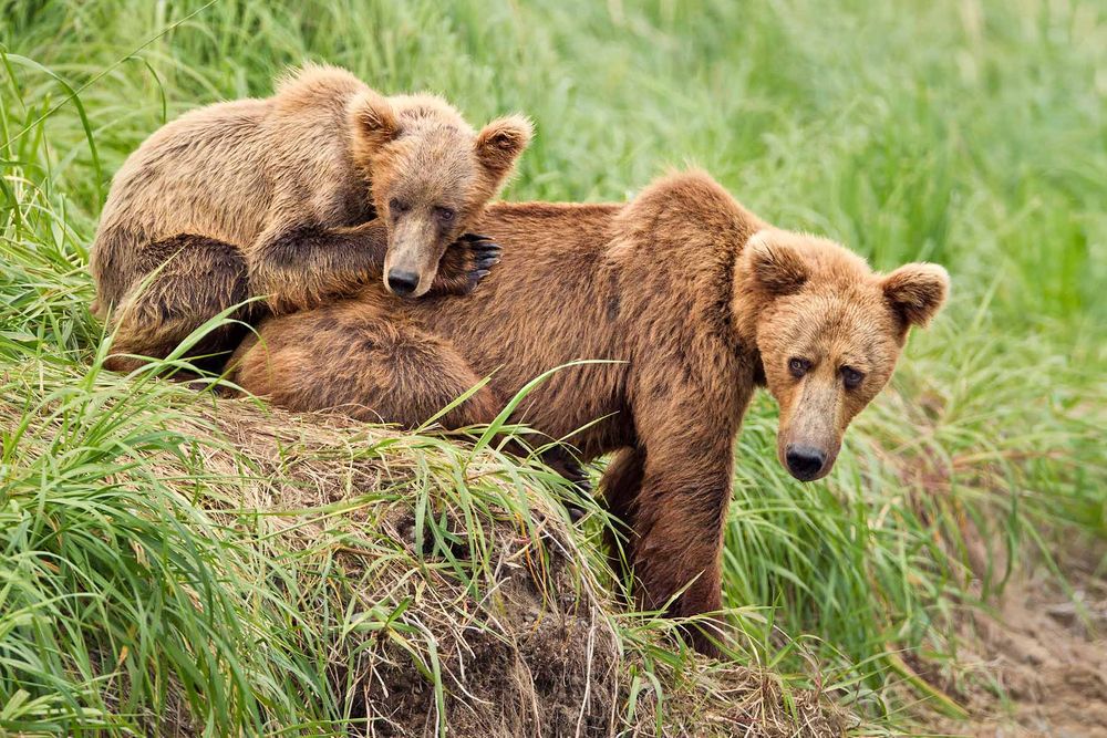 Brown-bear-with-clinging-cub_M7E0776-Geographic-Harbor,-Katmai-National-Park,-AK.jpg