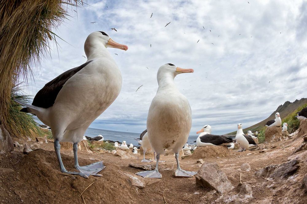 Black-bowed-Albatrosses-socializing-fisheye-view_E7T4874-Steeple-Jason,-Falkland-Islands.jpg