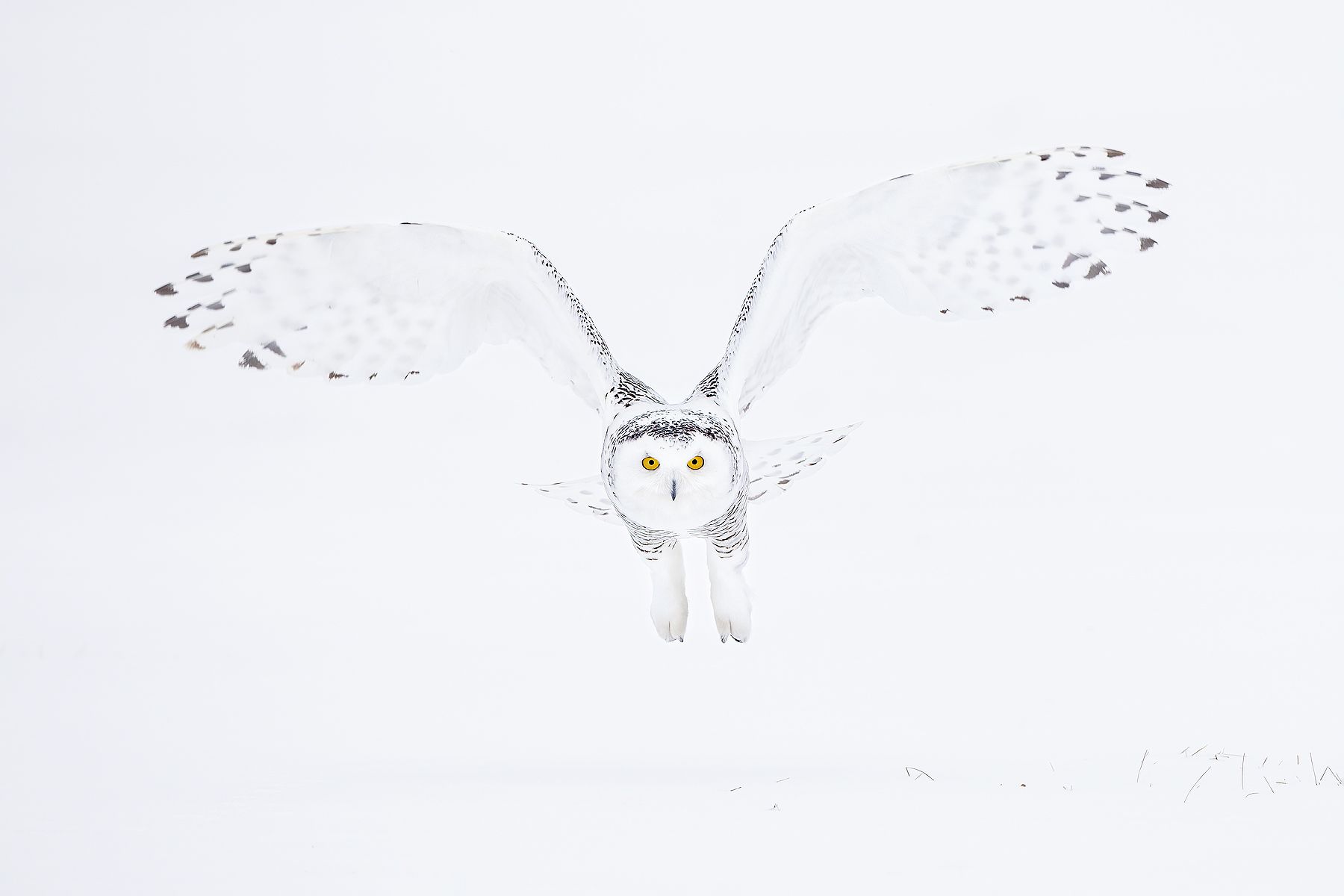 Clemens Vanderwerf - Snowy owl down the barrel.jpg
