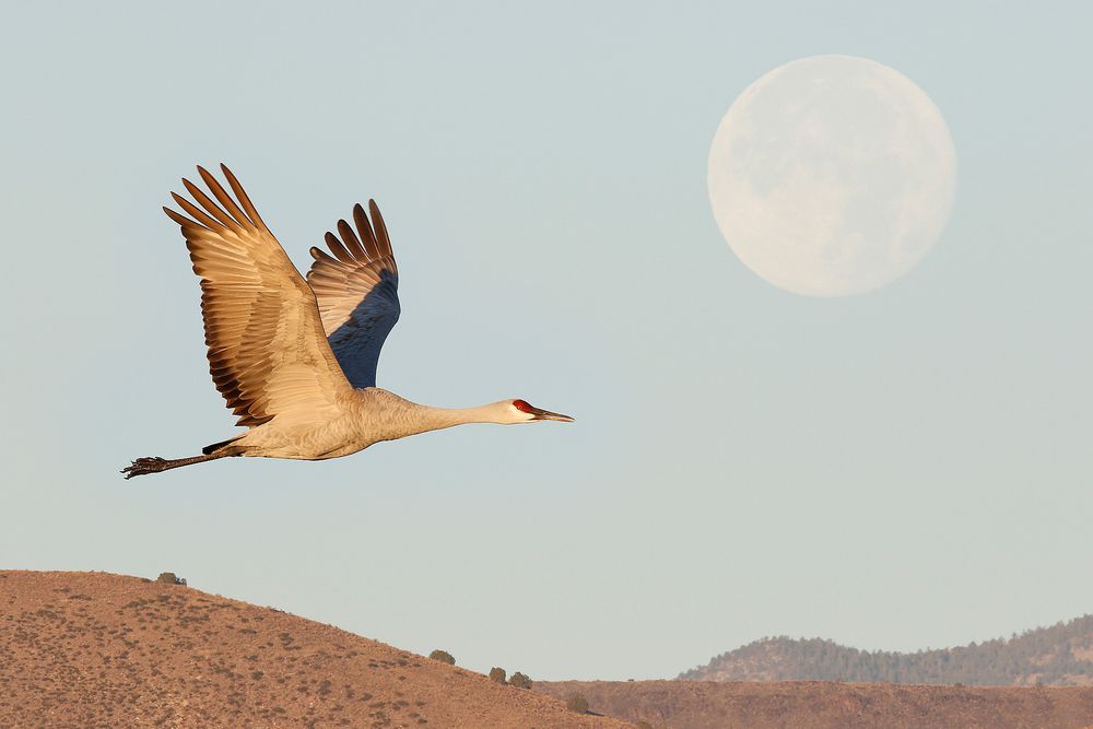Sandhill-crane-and-full-moon_44A5192-Bosque-del-Apache-NWR,-San-Antonio,-NM,-USA.jpg