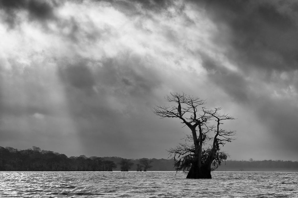 Cypress tree with ray of sunlight II_B&W_A3I2534-Atchafalaya Basin, LA, USA.jpg