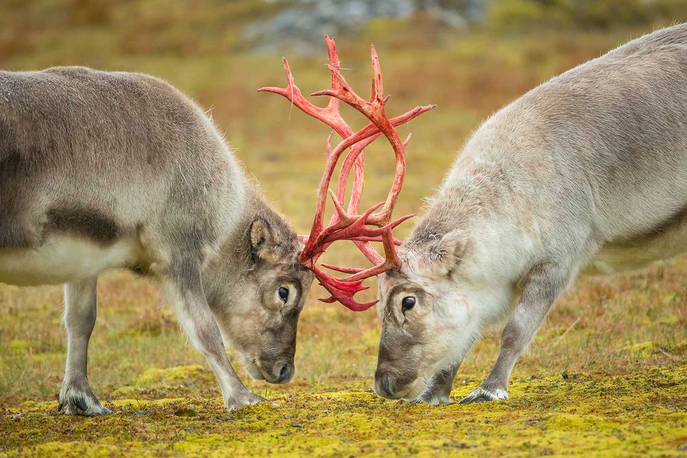 Raindeer-confronting-each-other_B8R6202-Alkhornet,-Svalbard,-Arctic.jpg