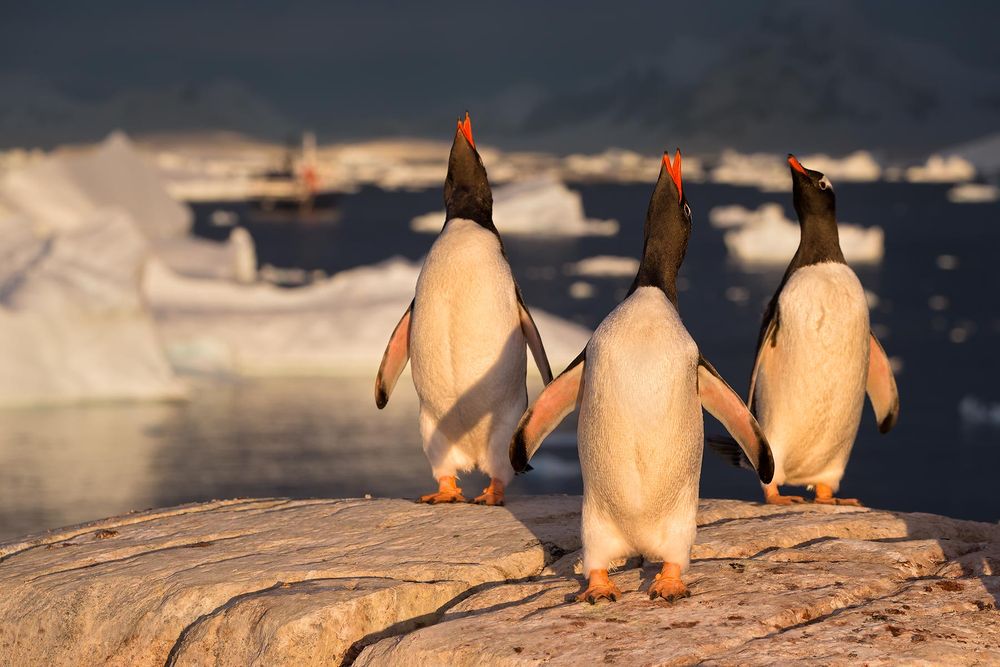 Gentoo-Penguins-on-a-rock-in-late-light_E7T2761-Booth-Island,-Antarctica.jpg