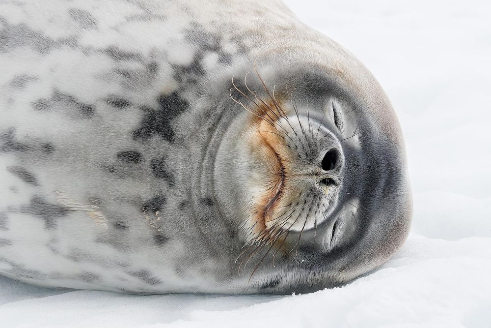 Weddell-seal-resting-in-the-snow_A3I3341-Mikkelsen-Harbour,-Trinity-Island,-Antarctica.jpg