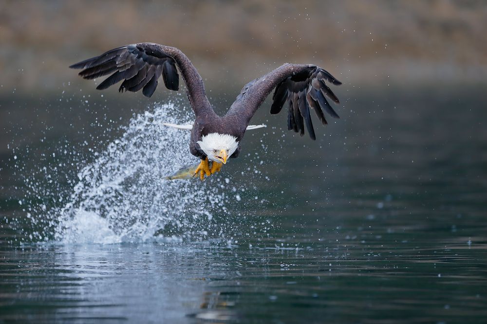Bald-eagle-flying-away-after-catch_B8R9265-Kachemak-Bay,-Homer,-Alaska,-USA.jpg