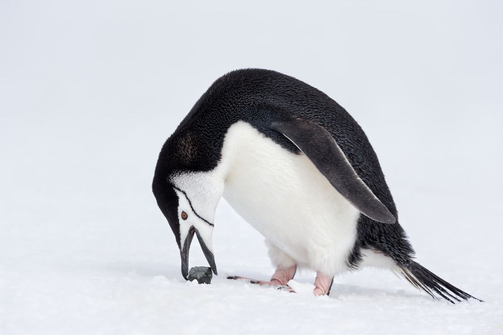 Chinstrap-Penguin-with-stone-in-snow_E7T6195-Penguin-Island,-South-Shetland-Islands,-Antarctica.jpg