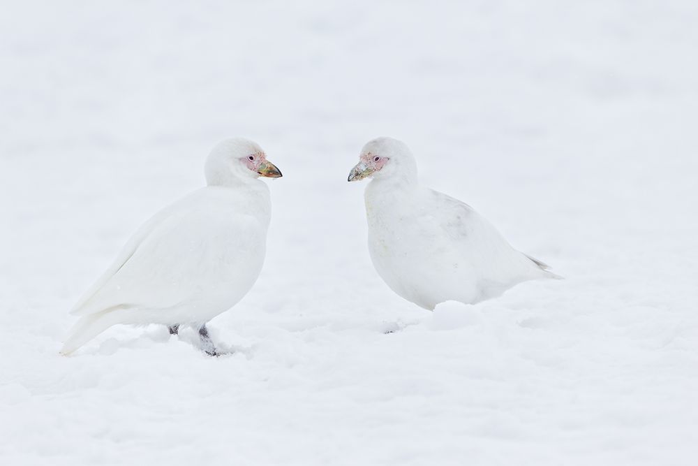 Snowy-Sheatbills-in-the-snow_E7T7925-Port-Lockroy,-Antarctica.jpg