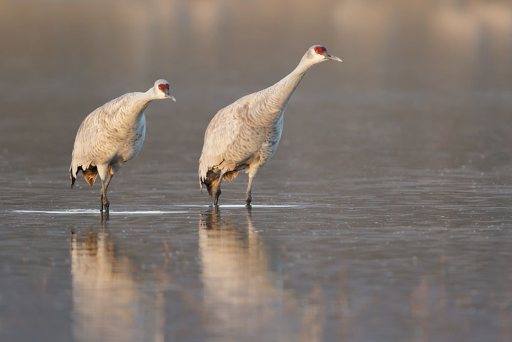 Sandhill-cranes-ready-to-leave_44A0100-Bosque-del-Apache-NWR,-San-Antonio,-NM,-USA.jpg