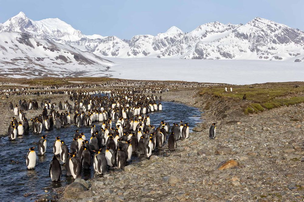 King-Penguins-along-the-river-with-mountain-bkgd_B8R1185-St.jpg