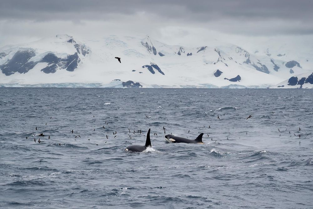 Ocras-fishing-with-birds_A3I9024-Cuverville-Island,-Antarctica.jpg